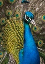 Fullface of peacock male in the park Royalty Free Stock Photo