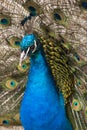 Fullface of peacock male in the park Royalty Free Stock Photo