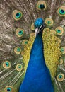 Fullface of peacock male in the park Royalty Free Stock Photo