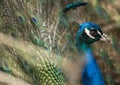 Fullface of peacock male in the park Royalty Free Stock Photo