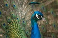 Fullface of peacock male in the park Royalty Free Stock Photo