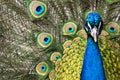 Fullface of peacock male in the park Royalty Free Stock Photo