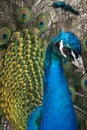 Fullface of peacock male in the park Royalty Free Stock Photo