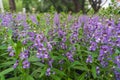 Fullframe background texture of purple Angelonia flowers and green leaves