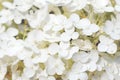 Fullframe background of white hortensia flowers. vintage retouch