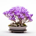 Fullframe Crocus Bonsai On White Background For Stunning Minimalist Aesthetics Royalty Free Stock Photo