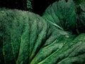 Fullframe of green leaves and raindrops