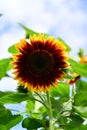 Sunflower Colorful blossomed garden, flowers fullness of summer