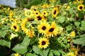 Sunflower Colorful blossomed garden, flowers fullness of summer