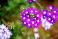 Colorful blossomed garden, flowers fullness of summer