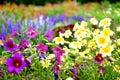 Colorful blossomed garden, flowers Royalty Free Stock Photo