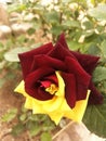 Fully bloom double shedded rose Royalty Free Stock Photo