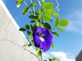 Fully Bloom Violet Butterfly Pea in the Garden