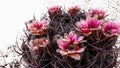 fully bloomed cactus plant, very delicate pink flowers adorn the spiny plant
