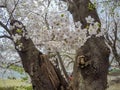 Fully bloomed cherry blossoms along Hinokinai River,Kakunodate,Akita,Tohoku,Japan in spring.selective focus