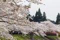 Fully bloomed cherry blossoms along Hinokinai River,Kakunodate,Akita,Tohoku,Japan in spring.selective focus