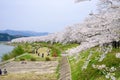 Fully bloomed cherry blossoms along Hinokinai River,Kakunodate,Akita,Tohoku,Japan in spring.selective focus