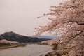 Fully bloomed cherry blossoms along Hinokinai River,Kakunodate,Akita,Tohoku,Japan in spring.selective focus