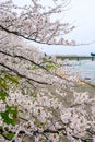 Fully bloomed cherry blossoms along Hinokinai River,Kakunodate,Akita,Tohoku,Japan in spring.selective focus