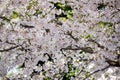 Fully-bloomed cherry blossoms at Asukayama Park in Kita,Tokyo,Japan. Royalty Free Stock Photo