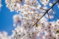 Fully-bloomed cherry blossoms with blue sky background at Asukayama Park in Kita,Tokyo,Japan. Royalty Free Stock Photo