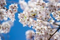 Fully-bloomed cherry blossoms with blue sky background at Asukayama Park in Kita,Tokyo,Japan. Royalty Free Stock Photo