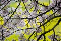 Fully-bloomed cherry blossoms and fields of yellow flowering nanohana behind,Gongendo Park in Satte,Saitama,Japan Royalty Free Stock Photo