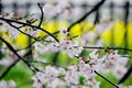 Fully-bloomed cherry blossoms and fields of yellow flowering nanohana behind,Gongendo Park in Satte,Saitama,Japan Royalty Free Stock Photo