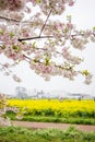 Fully-bloomed cherry blossoms and fields of yellow flowering nanohana behind,Gongendo Park in Satte,Saitama,Japan Royalty Free Stock Photo