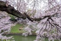 Fully-bloomed cherry blossoms pouring into Chidorigafuchi moat,Chiyoda,Tokyo,Japan in spring