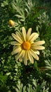 Fully bloomed daisy stem flower