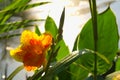 A fully bloomed, gorgeous orange and yellow flower, growing on the bank of a Thai garden park pond.