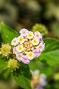 A fully bloomed Indian white Lantana flower Royalty Free Stock Photo