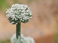 Fully Bloomed Leek Flower