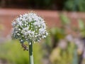 Fully Bloomed Leek Flower With Bee