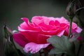 Fully Bloomed Pink Rose upward Facing