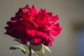 Fully bloomed red rose Royalty Free Stock Photo