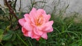 Fully bloomed rose flower