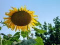 Fully blooming sunflower facing sun light ming sunflower facing sun light