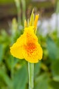 Fully blooming of yellow Canna spp.