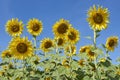 Fully Blossom Sunflower Field in Lopburi Thailand