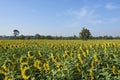 Fully Blossom Sunflower Field in Lopburi Thailand