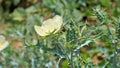 Fully blossomed flower of Argemone Mexicana flower, Bermuda thistle, kateri ka phool etc Royalty Free Stock Photo