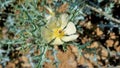 Fully blossomed flower of Argemone Mexicana flower, Bermuda thistle, kateri ka phool etc Royalty Free Stock Photo