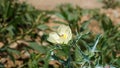 Fully blossomed flower of Argemone Mexicana flower, Bermuda thistle, kateri ka phool etc Royalty Free Stock Photo