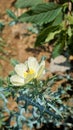 Fully blossomed flower of Argemone Mexicana flower, Bermuda thistle, kateri ka phool etc Royalty Free Stock Photo