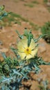 Fully blossomed flower of Argemone Mexicana flower, Bermuda thistle, kateri ka phool etc Royalty Free Stock Photo