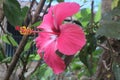 Fully blossomed hibiscus flower with yellow pollens protruding from center Royalty Free Stock Photo