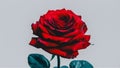 Fully blossomed open red rose with pure white background Royalty Free Stock Photo