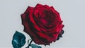 Fully blossomed open red rose with pure white background Royalty Free Stock Photo